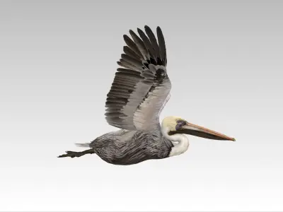 Brown Pelican Low-poly 3D model