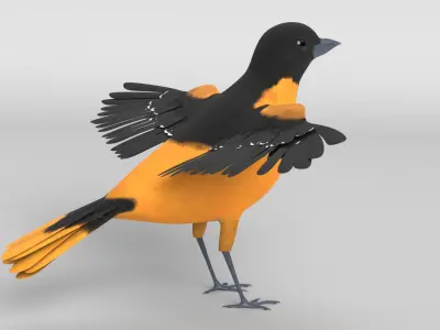 Baltimore Oriole Bird 3D model