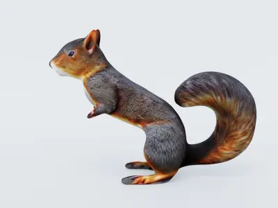 Squirrel Free 3D model