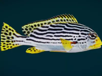 Coral Reef Fish Collection Animated - Game Ready pack 3 Low-poly 3D model