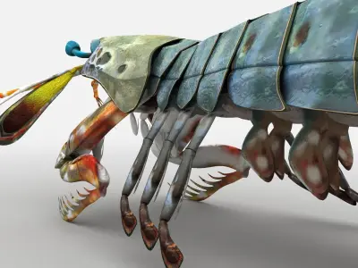 Mantis Shrimp Squill Low-poly 3D model