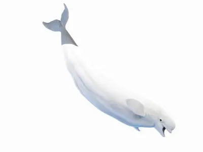 Marine Collection Animated 3D model