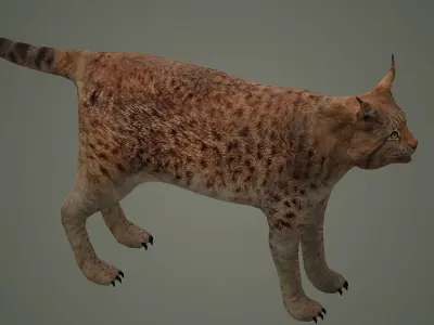 lynx lion lioness leopard animal wildlife bobcat animals 3D model
