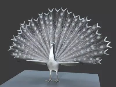 White Peacock 3D model