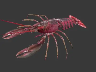 Homarus americanus lobster Low-poly 3D model
