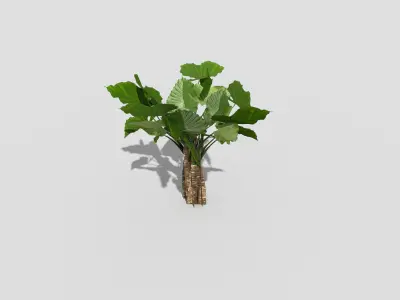 Low poly Plant ivy Low-poly 3D model