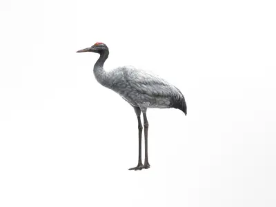 Crane Bird Low Poly  Low-poly 3D model