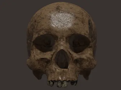 Scull  Free 3D model