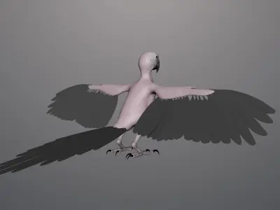 Base model of Macaw  3D model