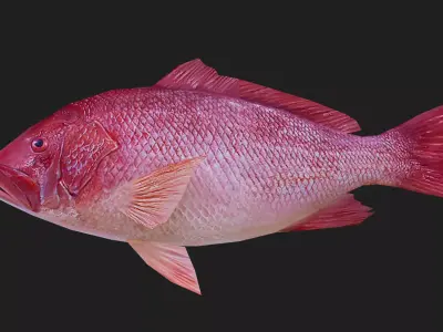 Snapper Low-poly 3D model