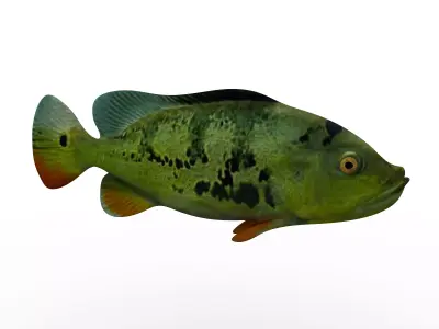 Perch fish 3D model