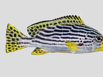 Plectorhinchus lineata Low-poly 3D model