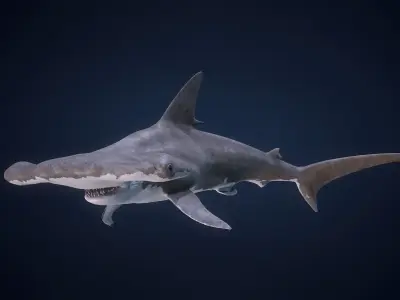 Hammerhead Shark - Game Ready Low-poly 3D model