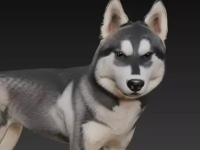 Realistic Husky 3D Model High Detail 3D model