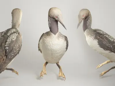 Common loon 08 Low-poly 3D model