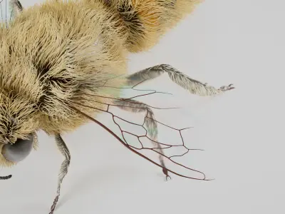 Realistic Honey Bee 3D model