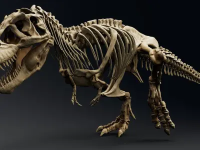 Dinosaur Tyrannosaurus Rex Sue Skeleton -UnrealEngine and Unity  Low-poly 3D model