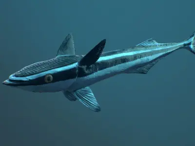 Remora Fish Low-poly 3D model