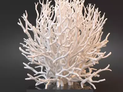 White Coral Specimen on Lucite Stand 3D model