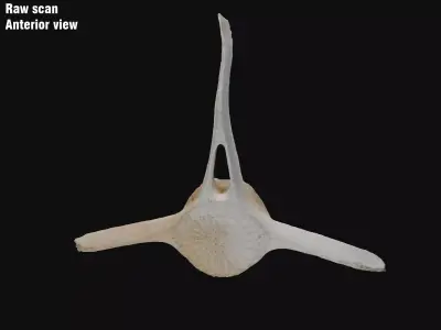 Dolphin vertebra Low-poly 3D model Low-poly 3D model