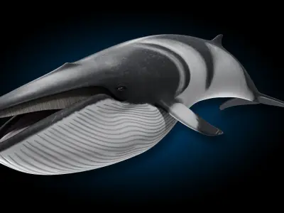 Minke Whale 3D model