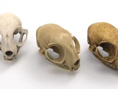 Cat skull  3D model
