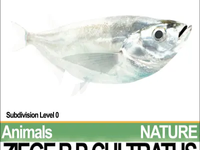 Ziege B zebrafish bp cultivatus 3D model