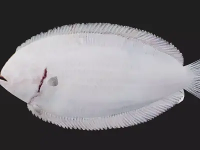 Flatfish Low-poly 3D model