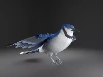 Blue Jay Bird 3D model