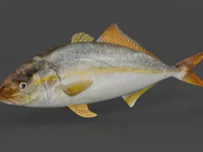 Fish Amberjack 3D model