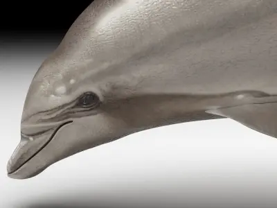 Dolphin Bottlenose 3D model