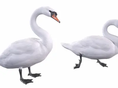 Waterfowl Collection two swans 3D model