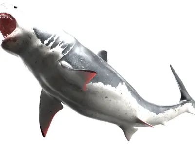 Great White Shark  Animated  Rigged Low-poly 3D model