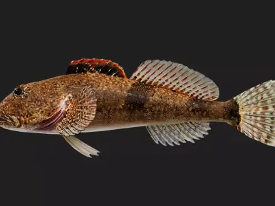 Sculpin Low-poly 3D model