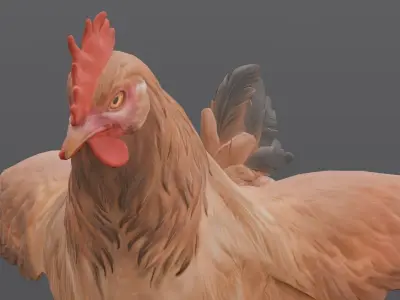 Animated Chicken 2 in 1  Low-poly 3D model