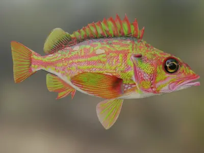 Fish Rosethorn Rockfish 3D model Low-poly 3D model