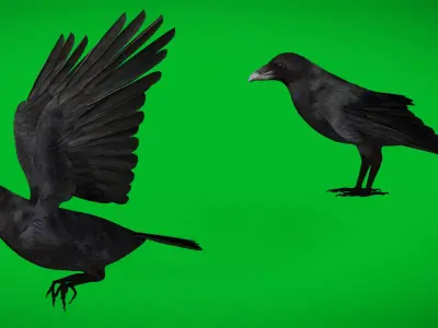 European Common Raven Bird Low-poly 3D model