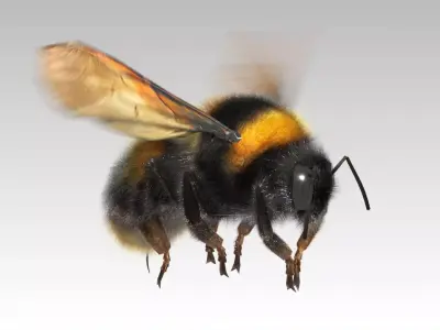 Bumblebee with wings Low-poly 3D model