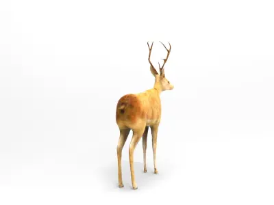 Deer  Rigged  Low-poly 3D model