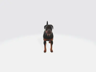 Realistic Rottweiler Dog Animated and Rigged 3D model