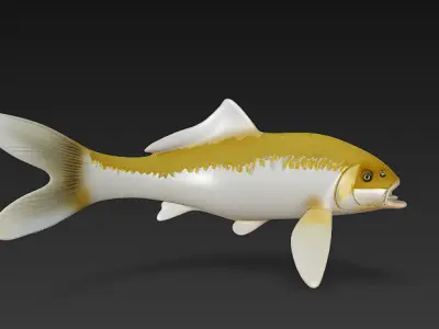 Koi Fish 3D Model Basic - Low Poly Simple Low-poly 3D model