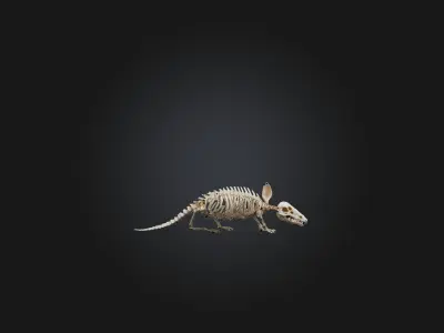 Realistic Armadillo Skeleton Model Low-poly 3D model