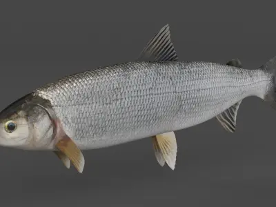 Whitefish 3D model