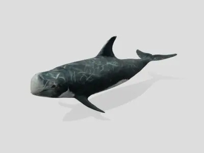 Risso Dolphin Animated Low-poly Low-poly 3D model