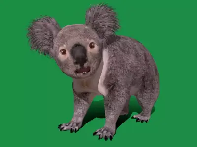 Koala Bear Mammal Free low-poly 3D model