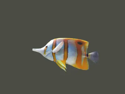 Low-Poly Butterflyfish Animated Low-poly 3D model