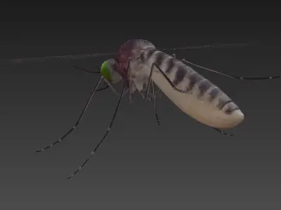 Mosquito with eyes Low-poly 3D model