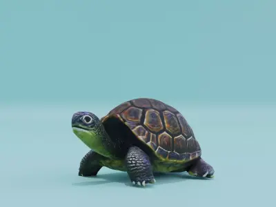 Turtle in Shell Free low-poly 3D model