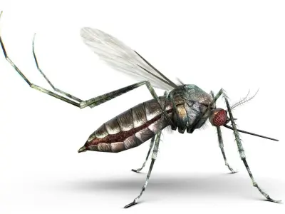 LowPoly Big Realistic Mosquito Low-poly 3D model