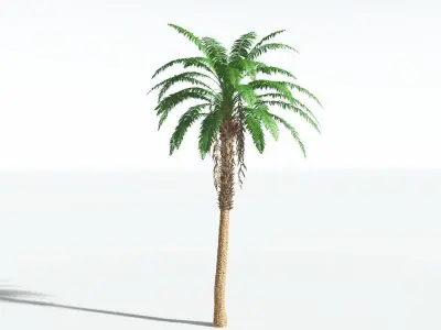 EVERYPlant African Oil Palm 4 --16 Models-- 3D model